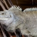 iguana_rock_lwc_provo_h_0060_tci0060.jpg